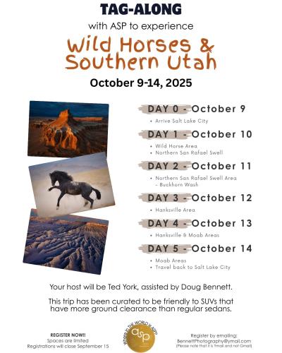 Wild Horses and Southern Utah